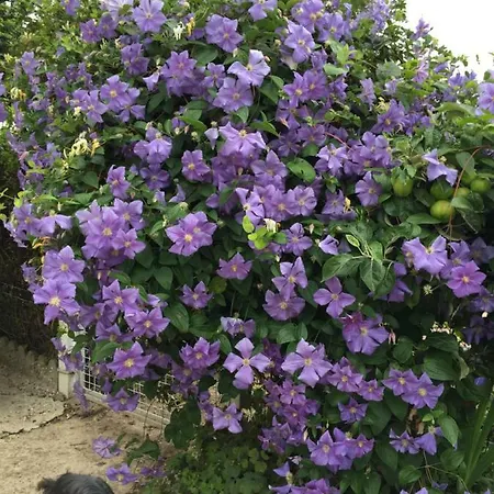 Les Galets شقة Tracy-sur-Mer