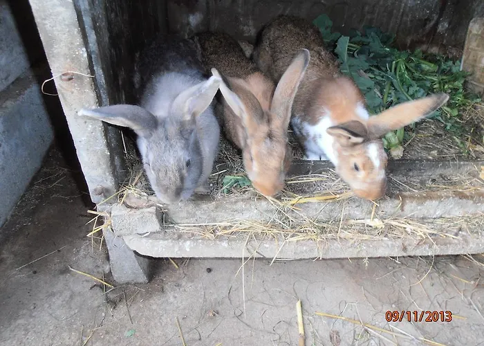 Lejlighed Les Galets Tracy-sur-Mer